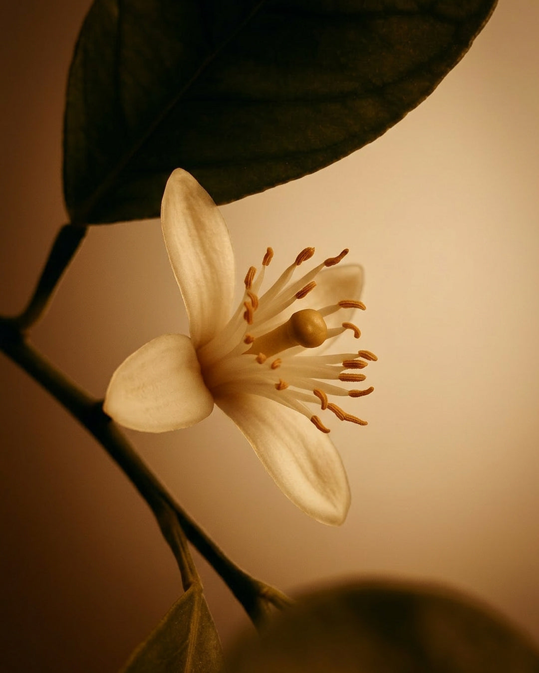 The Hammam — an olfactory interpretation of a hammam